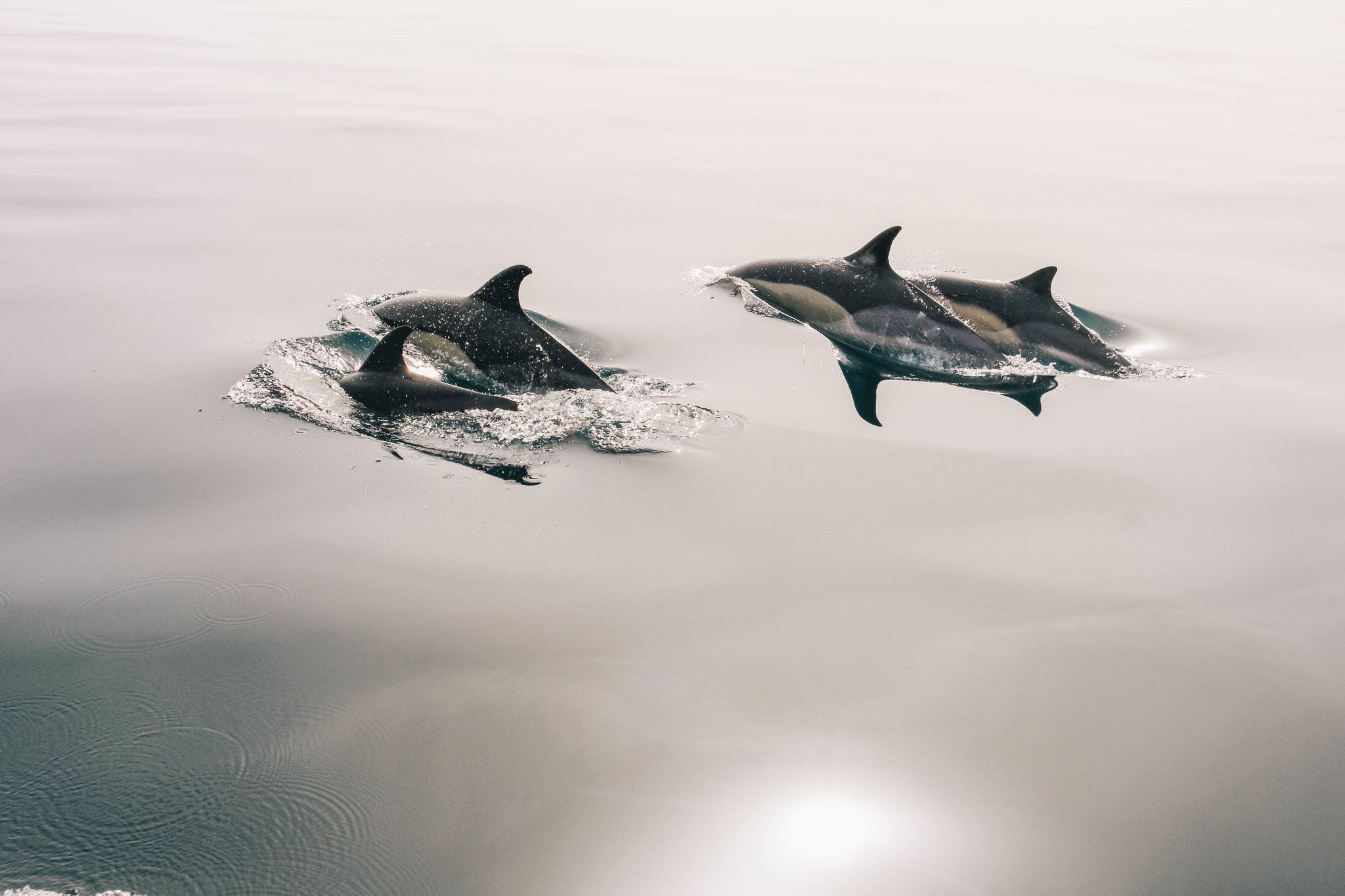 Dolphins